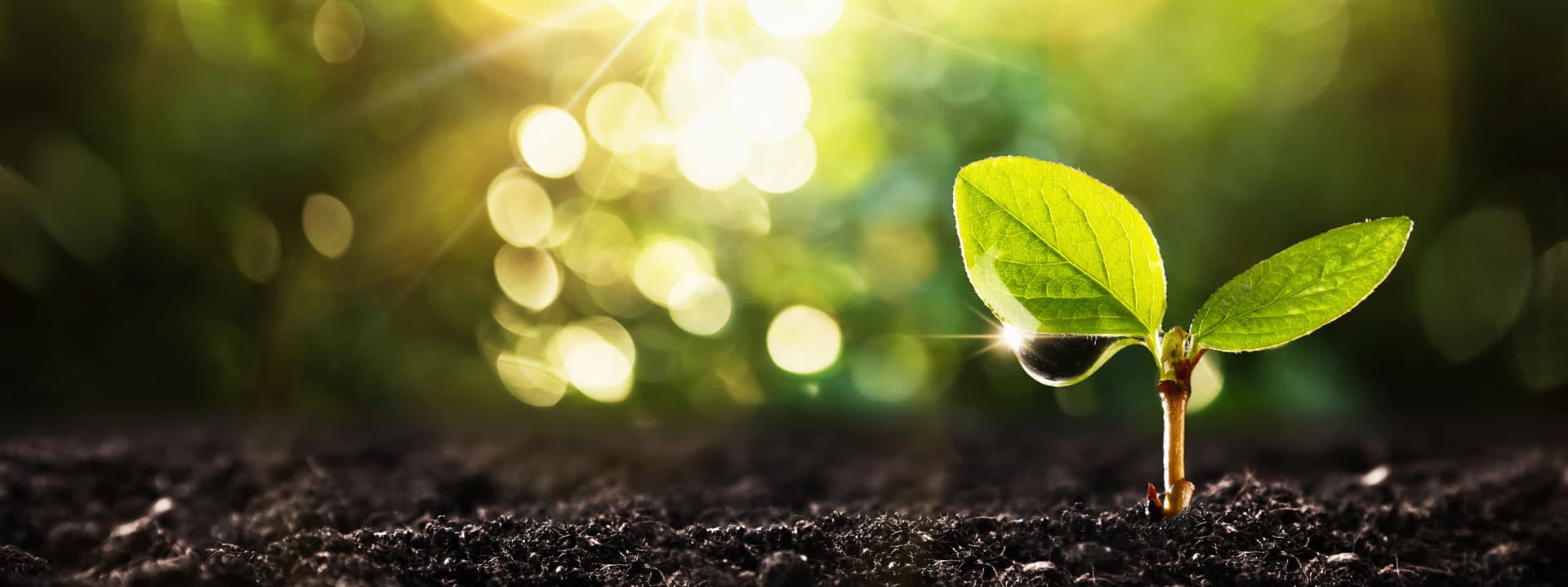 Pídanos presupuesto para disfrutar de las ventajas de las energías renovables